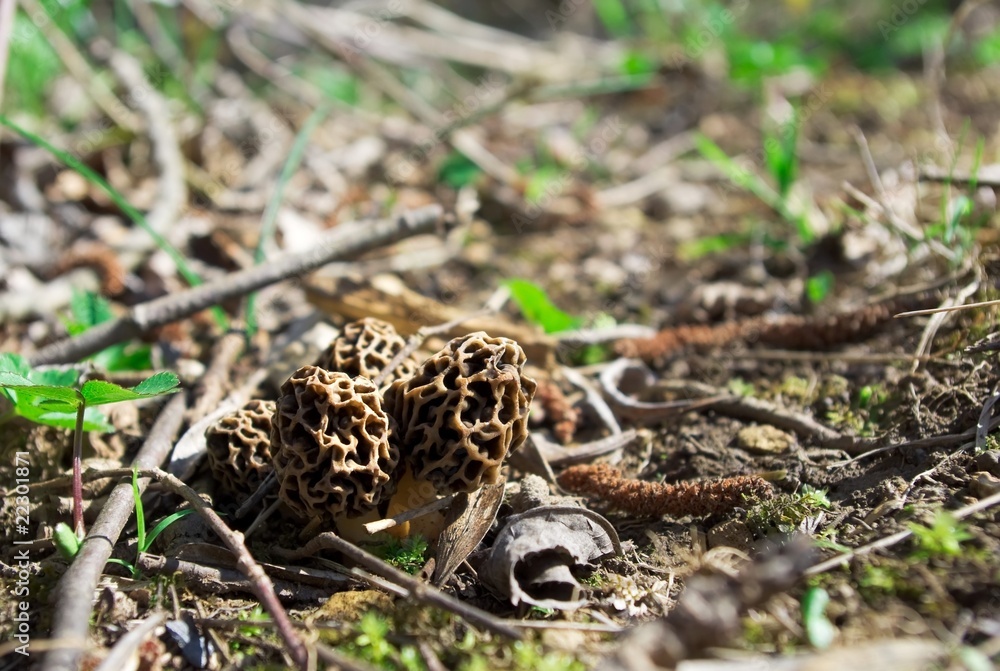 Obraz premium morilles