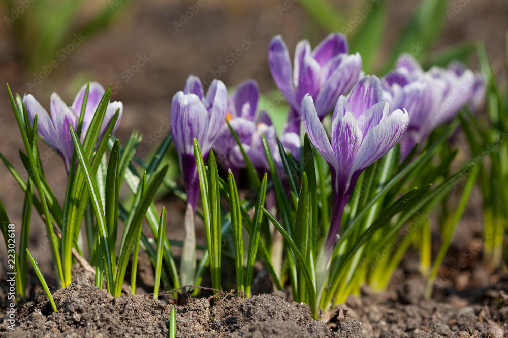 Crocus