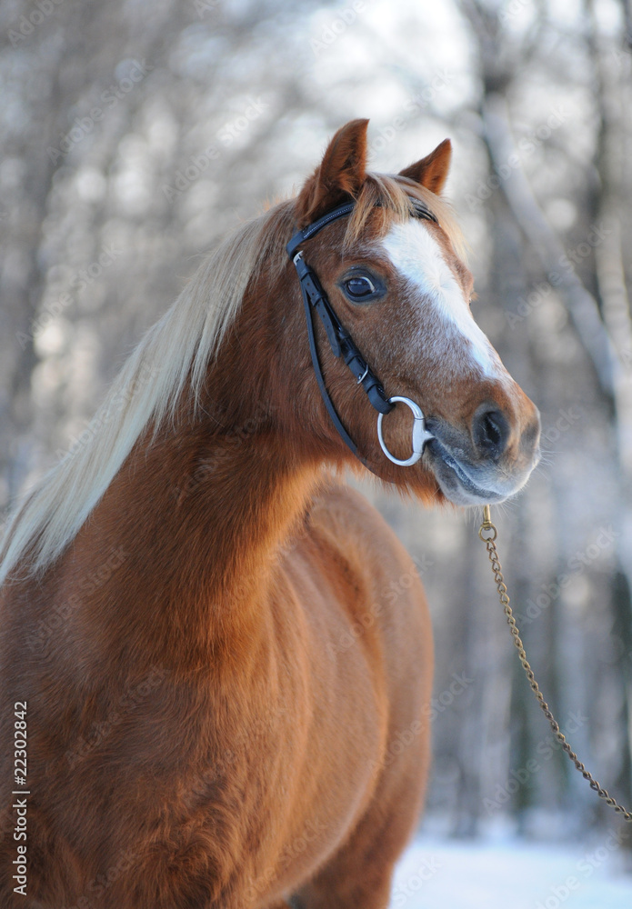 Obraz premium Pony, Portrait