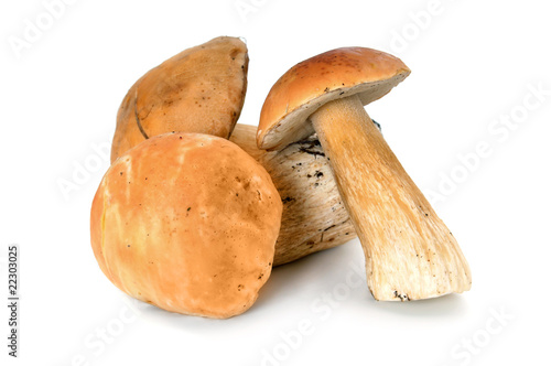 forest mushrooms boletus
