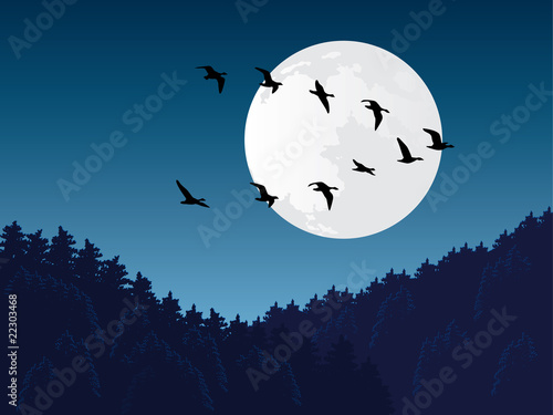 Bird migration vector