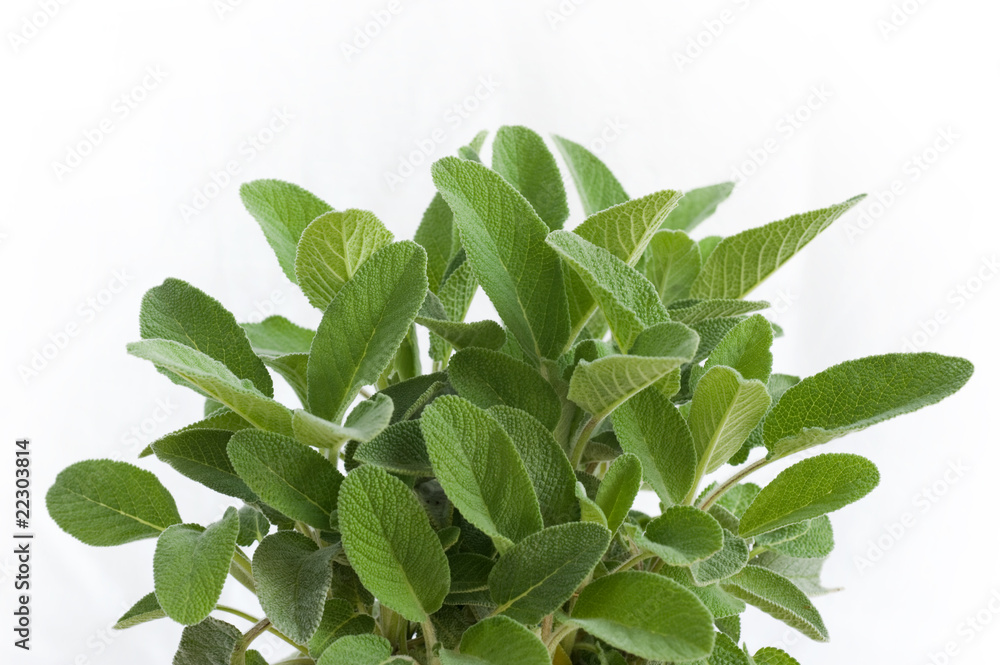 Obraz premium salvia-salvia