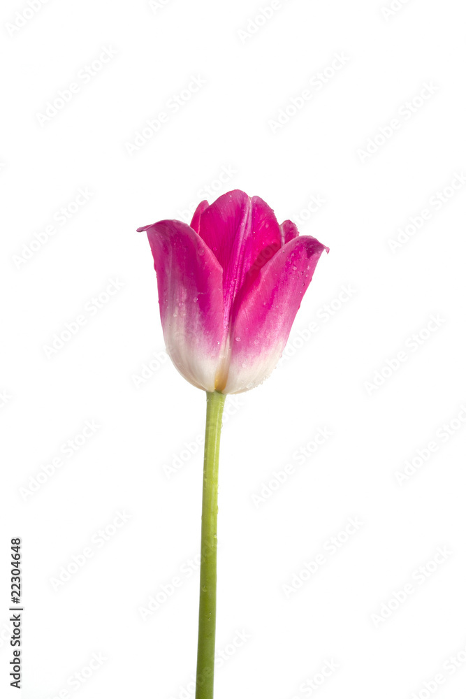Tulip with water drops Tulip with water drops