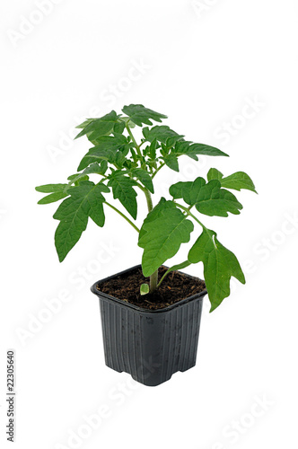 plant de tomate