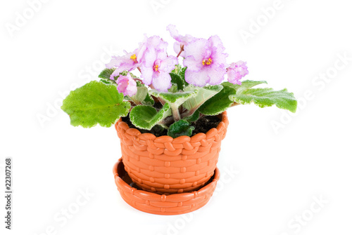 violet