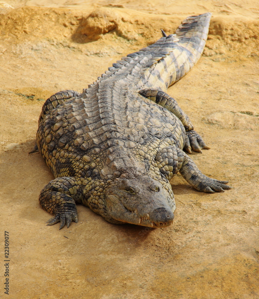 Obraz premium Crocodile à l'affût