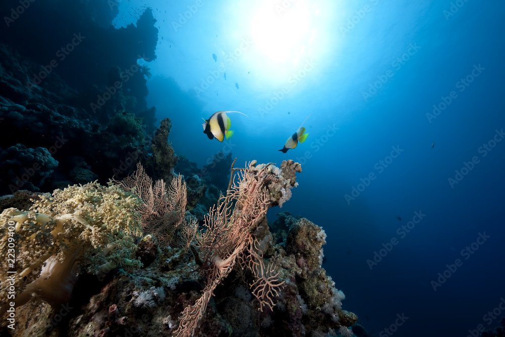 Fototapeta premium ocean and fish