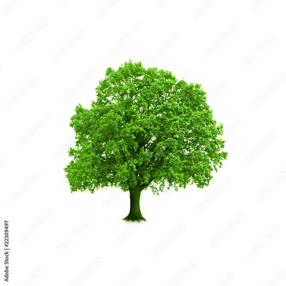 freigestellter Baum freigestellter Baum