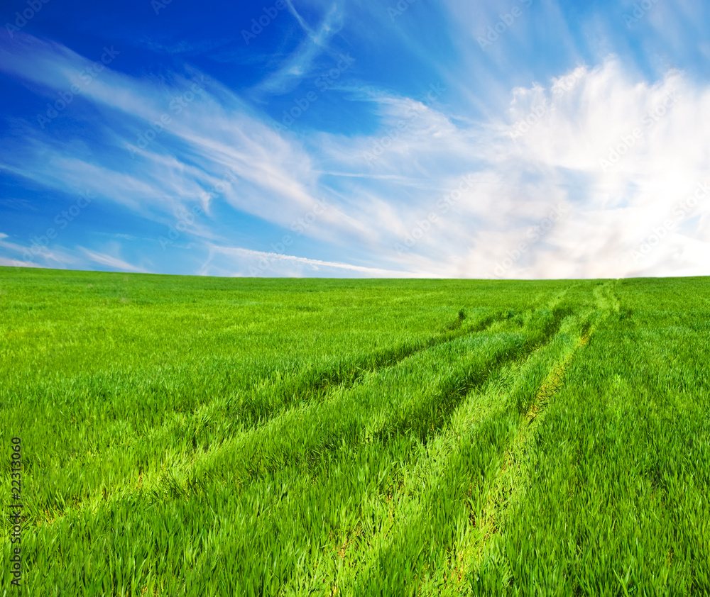 Obraz premium Meadow with a green grass and the blue sky with clouds