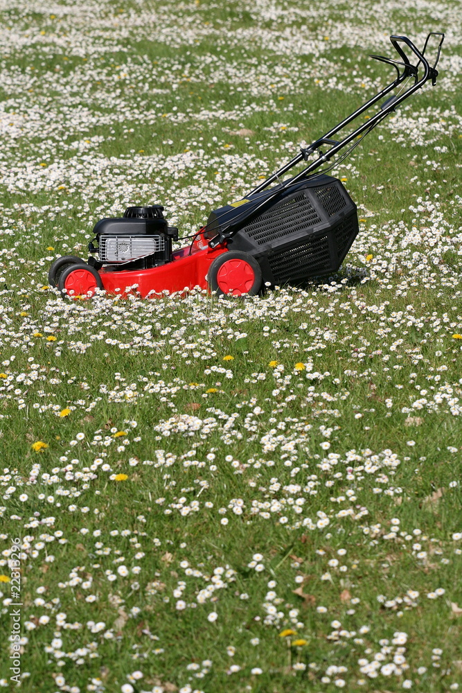 Fototapeta premium tondeuse, gazon,pelouse,tonte,verte
