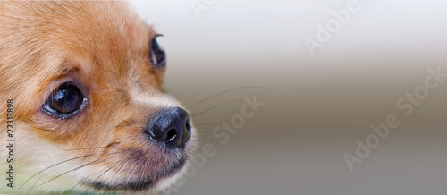 Chihuahua puppy portrait close-up with copy space