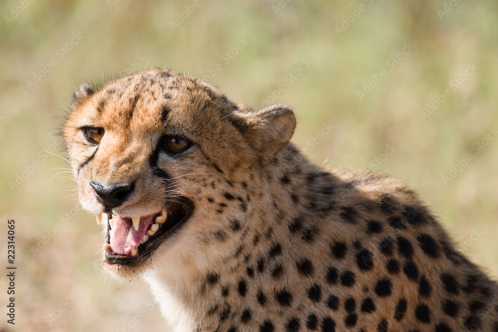 Cheetah Close-Up