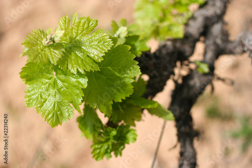 Premature single green vine branch