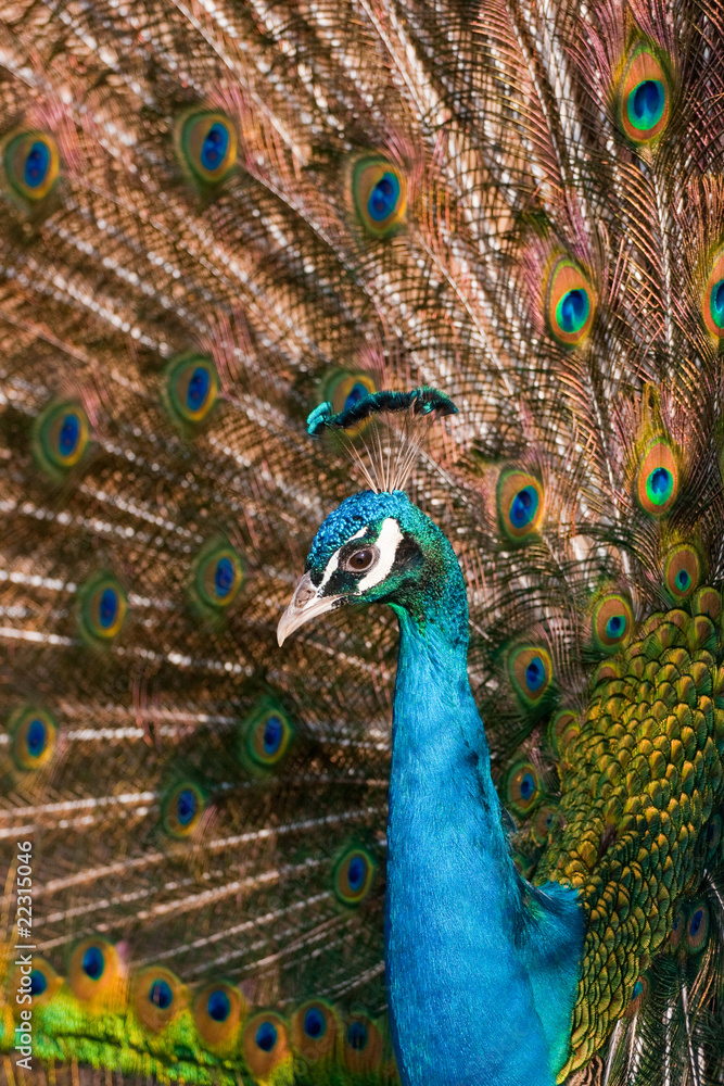 Obraz premium Peacock