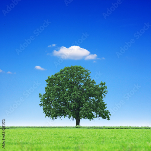 Einsamer Baum