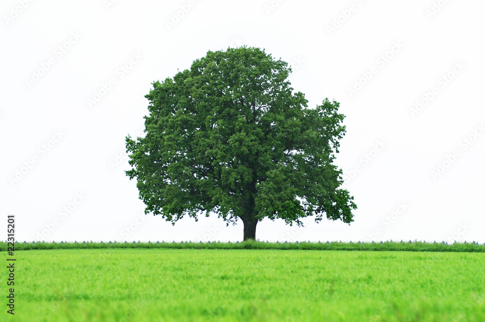 Grüner Baum im Feld Grüner Baum im Feld