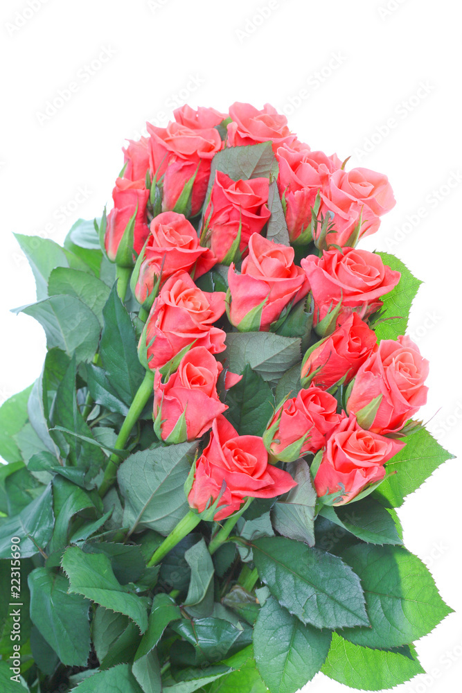 Fototapeta premium big bouquet of beautiful is bright-pink roses