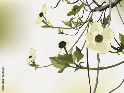 Flowering Dogwood backdrop with Copy-Space