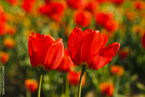 Red tulips field