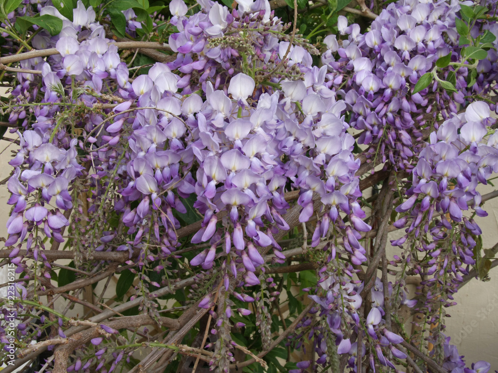 Fototapeta premium glycine mauve