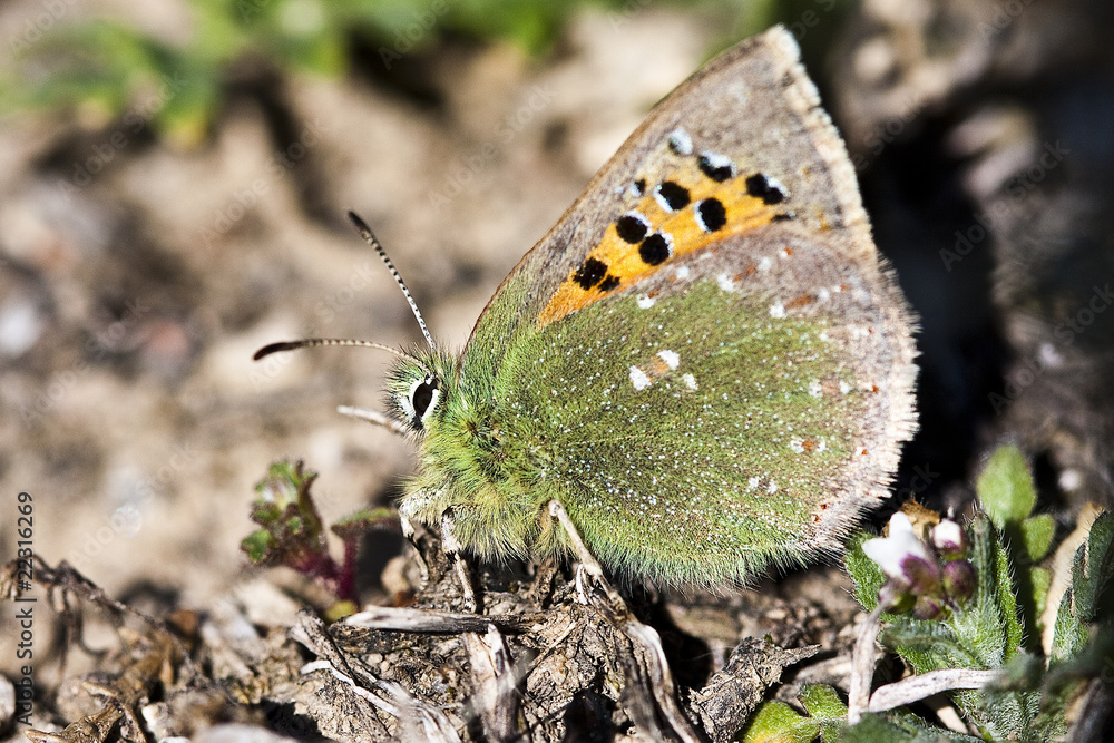 Fototapeta premium Mariposa verde y naranja