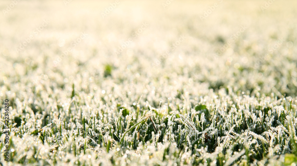 Bodenfrost im Frühling