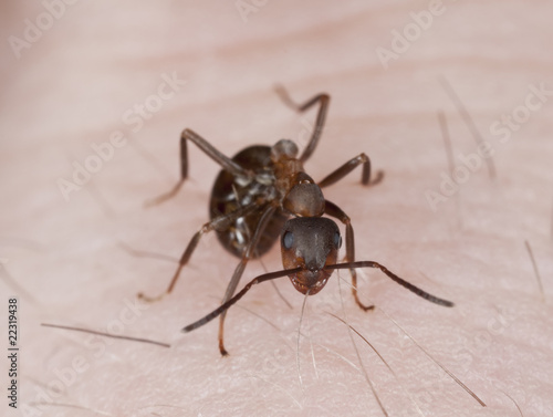 Angry ant biting hair on human hand. © Henrik Larsson