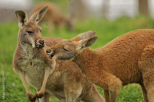 Canvas Print Two kangaroos sharing a clover together.