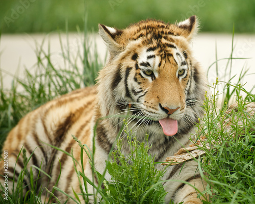 Siberian Tiger cleaning itself.  Panthera tigris altaica