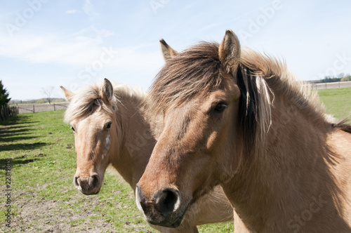 pair of horses © airn