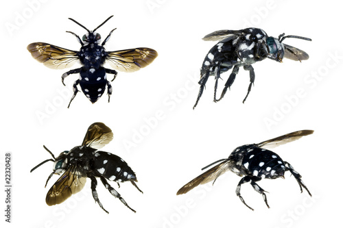 Domino Cuckoo Bee, Thyreus lugubris photo