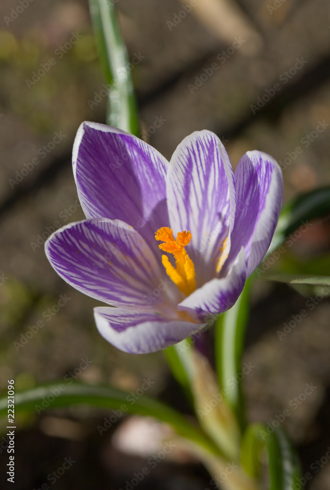 Fototapeta premium crocus close up
