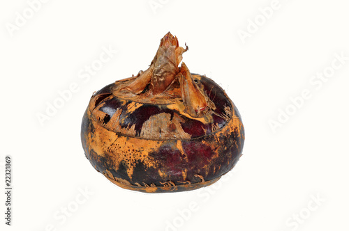 water chestnut
