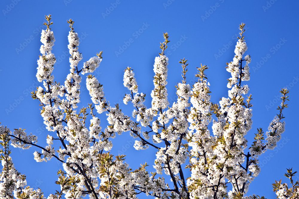 Close-up branch of bloom in spring Close-up branch of bloom in spring