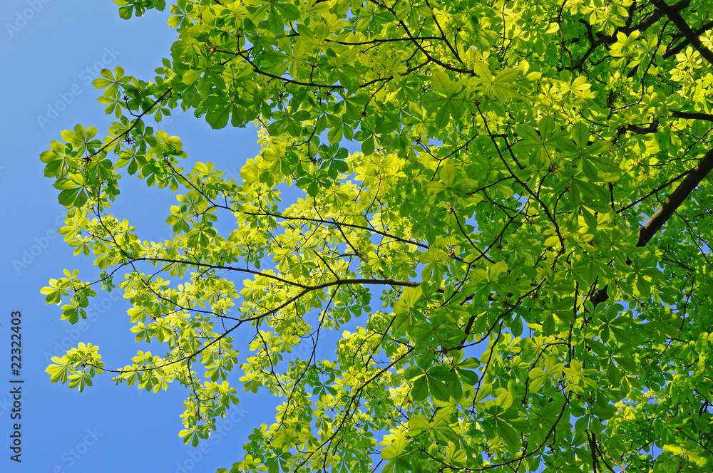 Fototapeta premium green leaves chestnut