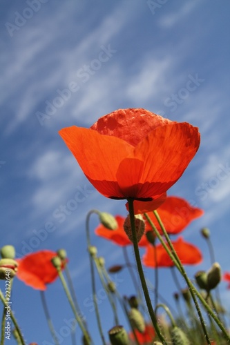 Mohn im Sonnenschein