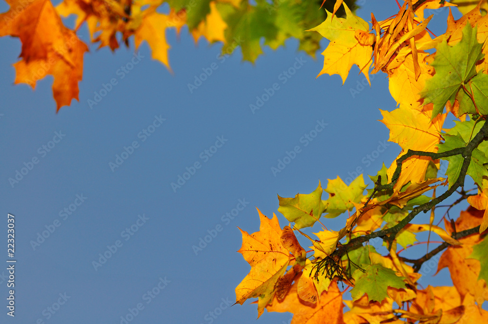 autumn leafs autumn leafs