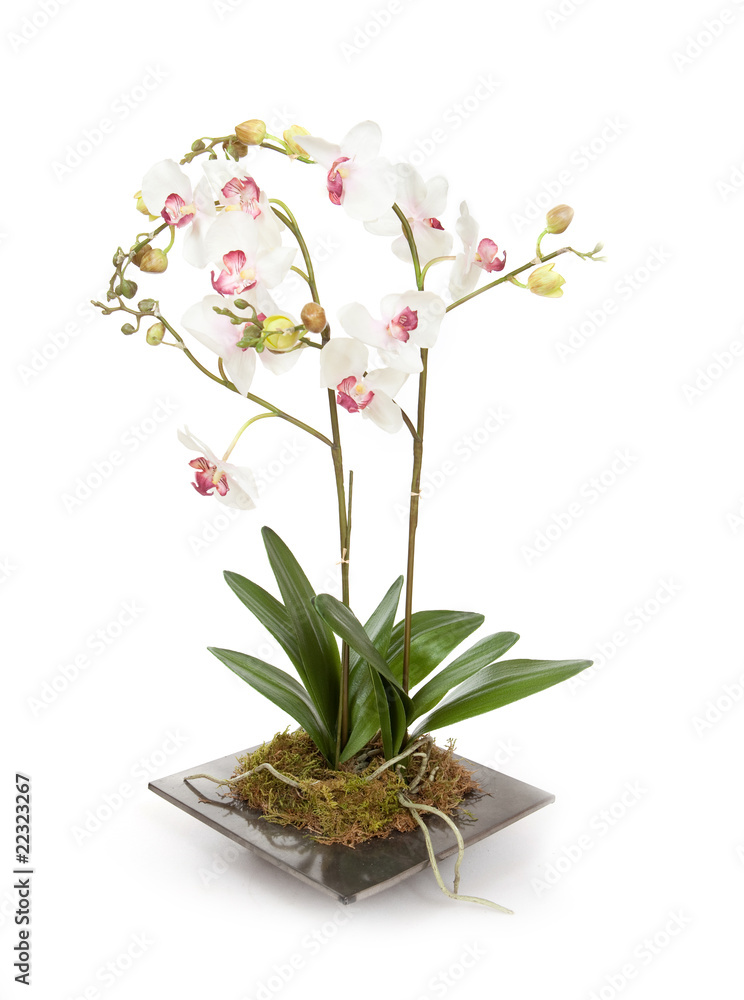 Magnifique orchidée