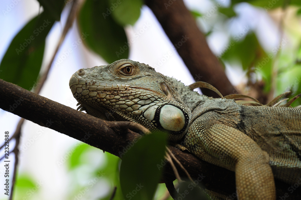 Obraz premium Grüner Leguan
