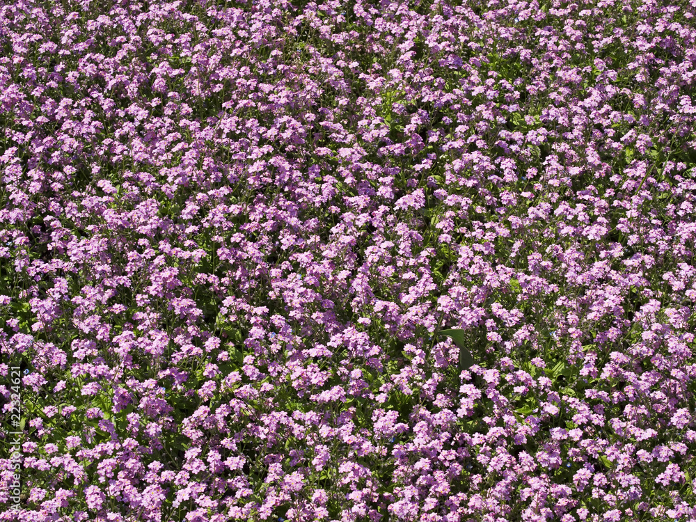 Obraz premium pink flowers
