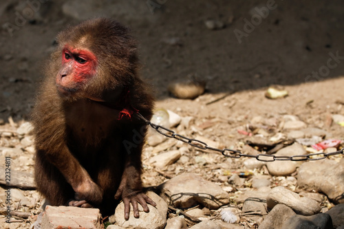 Tierquälerei in Vietnam, Affe an der Kette photo