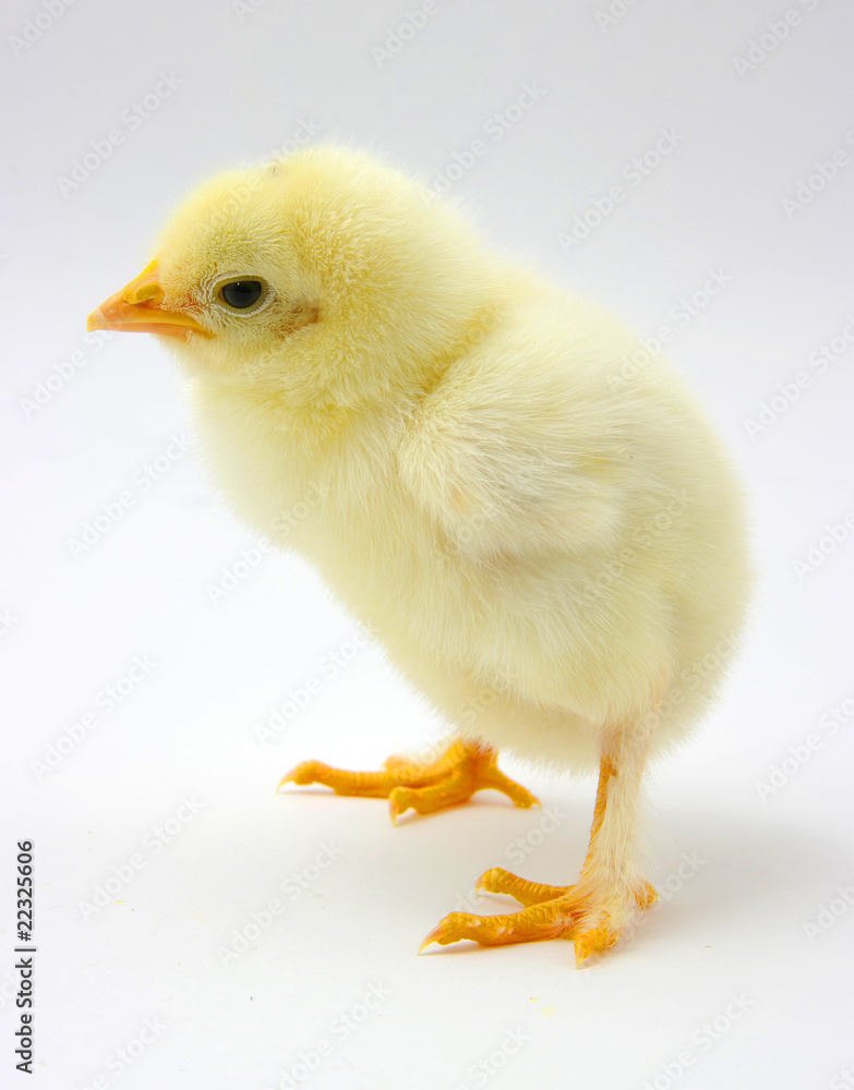 Obraz premium chicken