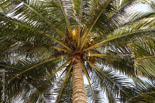 Coconut Palm in Thailand
