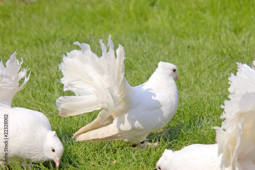 Gruppe von drei weißen Pfautauben auf einer grünen Wiese photo