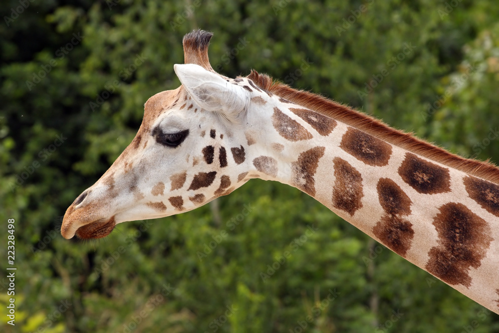 Obraz premium The giraffe (Giraffa camelopardalis).