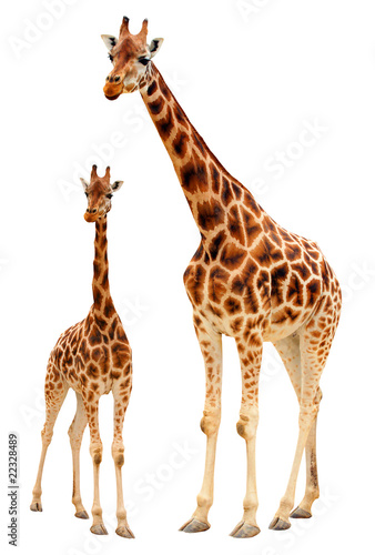Two giraffes - isolated