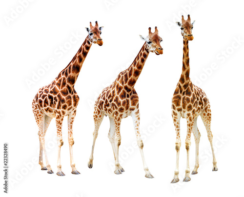 The giraffe  Giraffa camelopardalis .