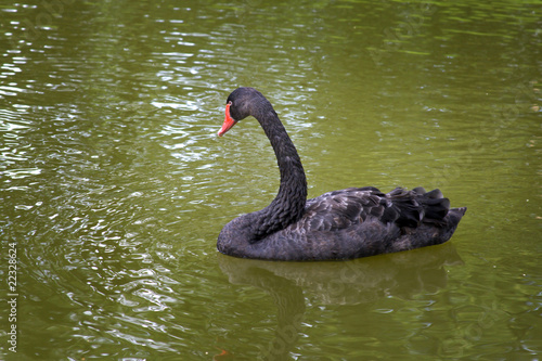 Fototapeta Naklejka Na Ścianę i Meble -  Swimming Black swan