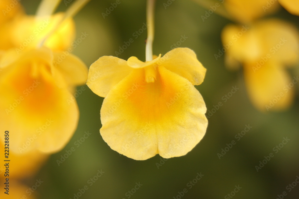 Orchid Orchid