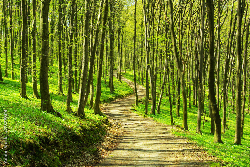 Fototapeta premium forest